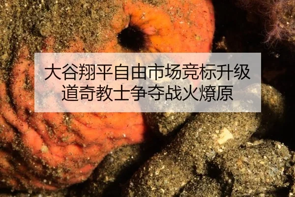 大谷翔平自由市场竞标升级 道奇教士争夺战火燎原